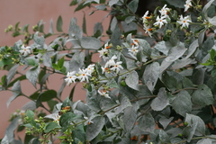 Nyctanthes arbor-tristis